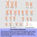 人類基因組工作草圖案