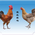 淮北麻雞 淮北麻雞