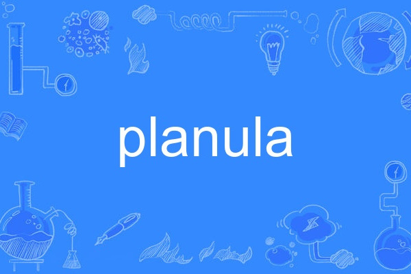 planula planula