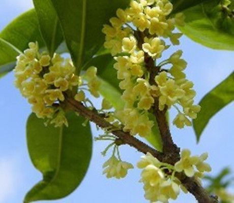 吉祥花卉 吉祥花卉