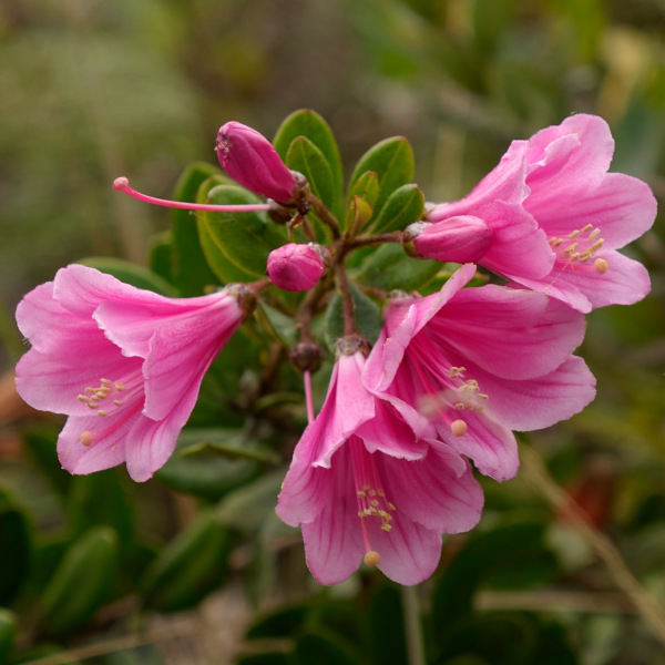 Bejaria infundibula