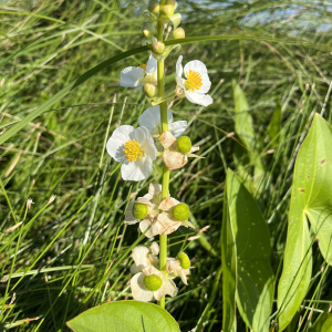 Sagittaria brevirostra