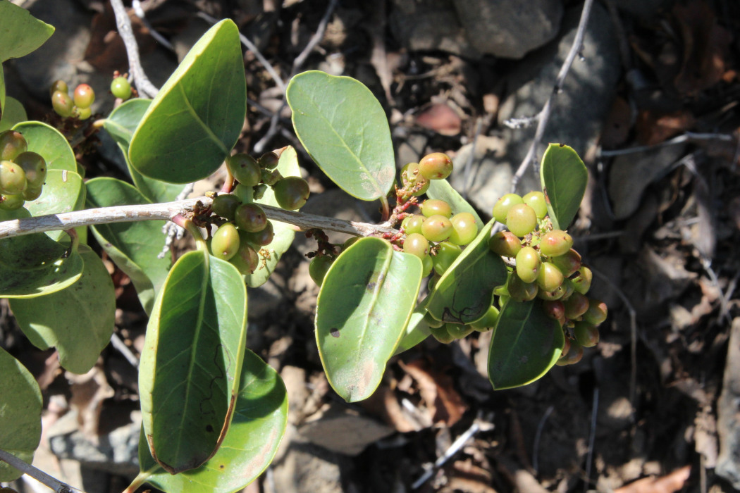 Schinus montana
