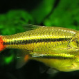 光亮眶燈魚 光亮眶燈魚