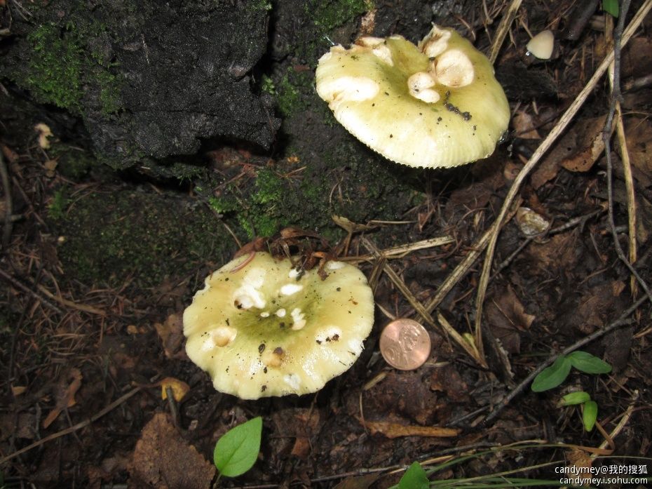 葉綠菇 葉綠菇