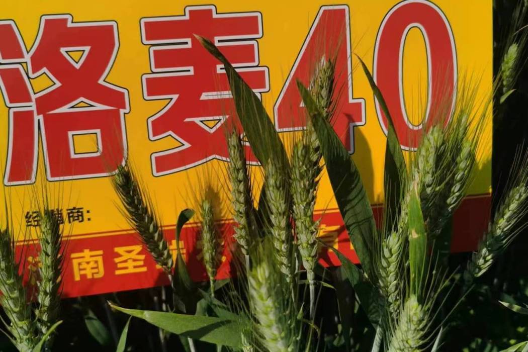 洛麥40 洛麥40