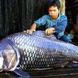 巨暹羅鯉