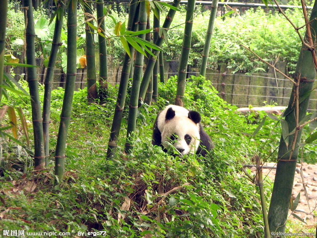 大熊貓美美