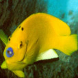 藍嘴阿波魚 藍嘴阿波魚