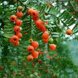紅豆杉(紅豆杉屬植物通稱)