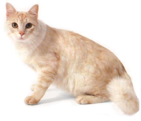 蒂法尼貓短毛異種紅色緬甸貓