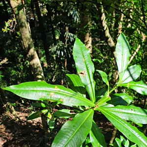 Tapeinosperma repandulum