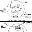 微球體 微球體