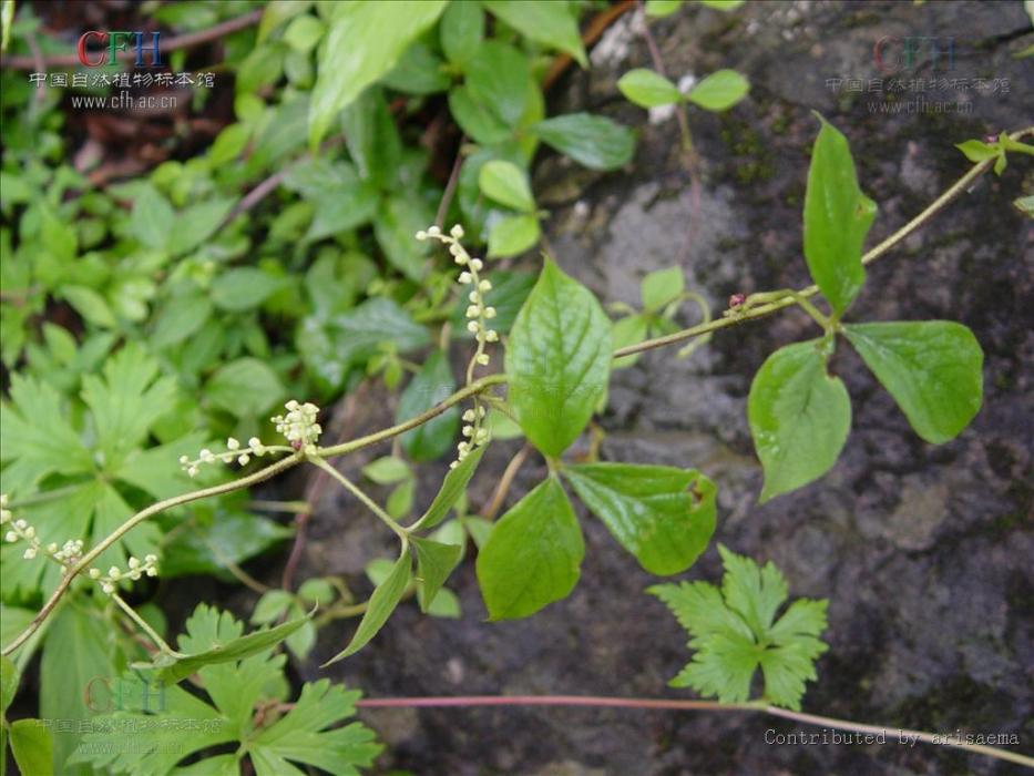 高山薯蕷 高山薯蕷