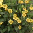 蛇目菊(桔梗目菊科植物) 蛇目菊(桔梗目菊科植物)