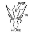 腕間膜 腕間膜