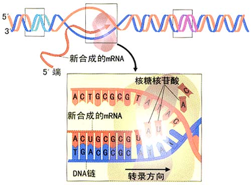 RNA轉錄1