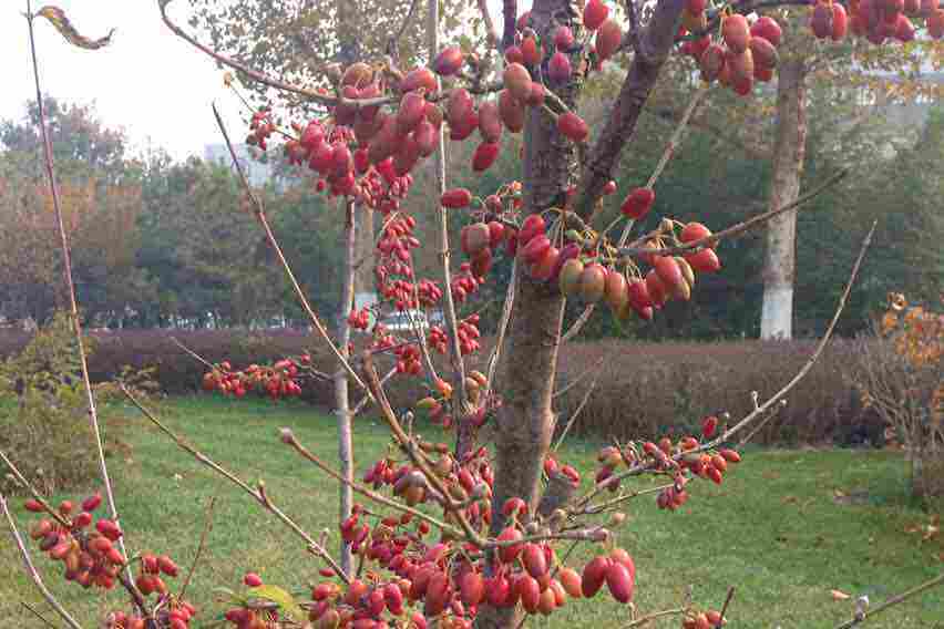 Cornus \x27Rutlan\x27 RUTH ELLEN