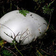 阿魏蘑菇