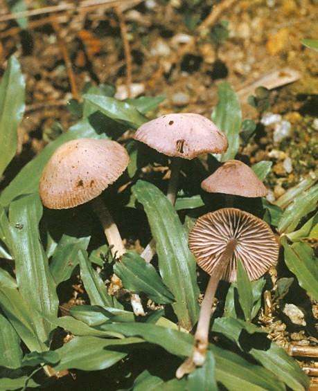 全紫小菇 全紫小菇