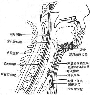 椎前間隙 椎前間隙