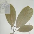 柱果瓊楠