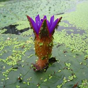 芡(雞頭荷)