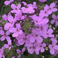 藍香芥 藍香芥