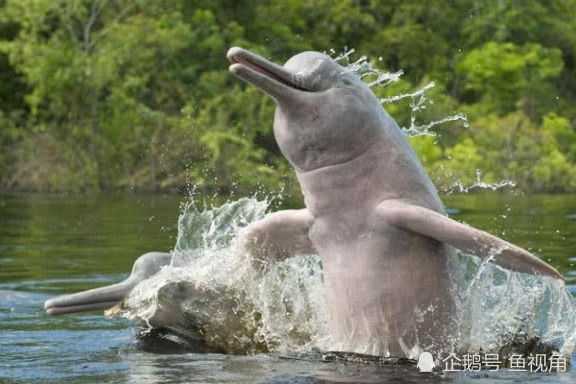 侏型白海豚屬