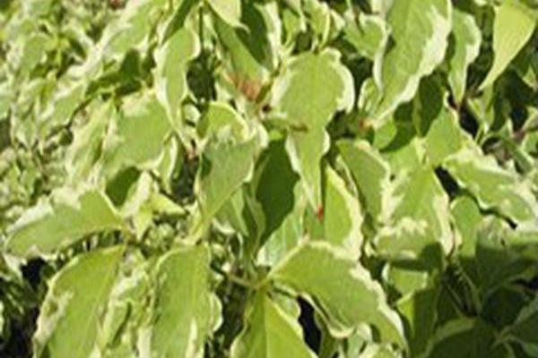Cornus kousa \x27Peve Limbo\x27