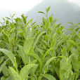 阿里山紅茶 阿里山紅茶