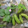 小刀豆 小刀豆