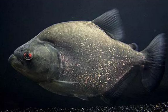 長體雙光魚 長體雙光魚