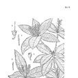 紙葉越桔 紙葉越桔