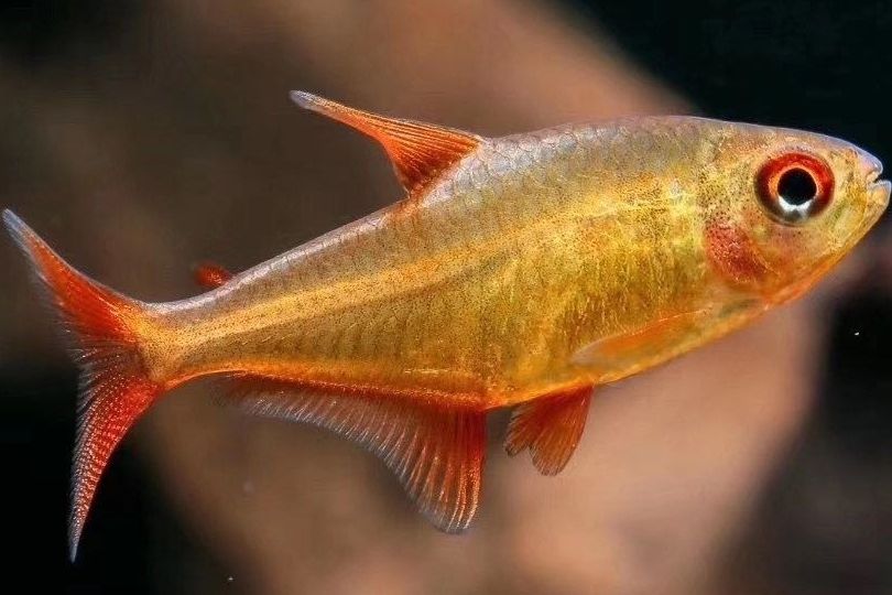軟眶燈魚 軟眶燈魚