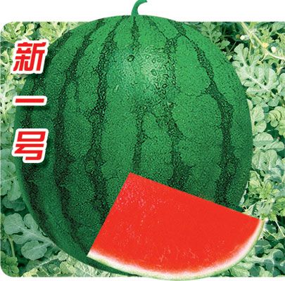 寶豐新一號 寶豐新一號