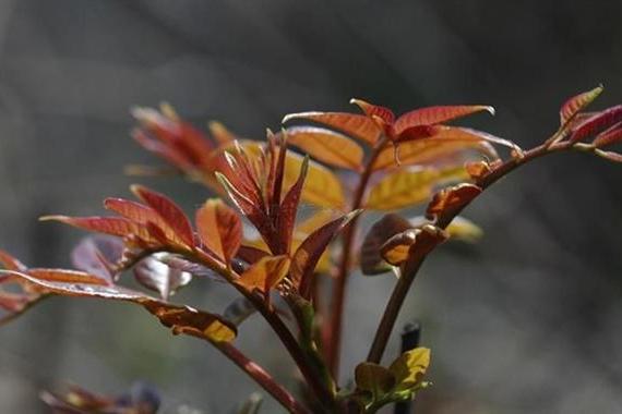 芮城香椿 芮城香椿
