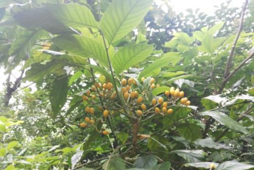 粗毛小芸木 粗毛小芸木