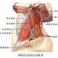 胸鎖乳突肌