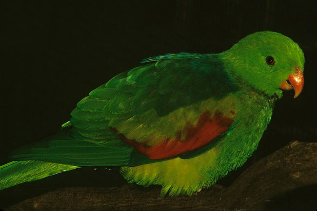 帝汶紅翅鸚鵡指名亞種