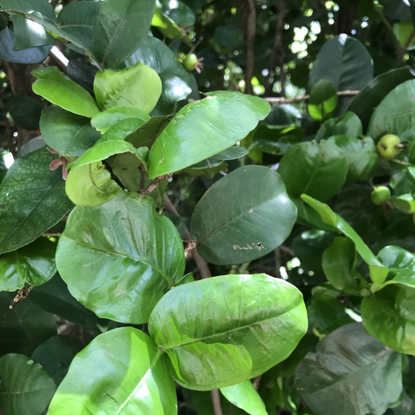 Eugenia itaguahiensis