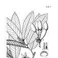 毛脈暗羅 毛脈暗羅