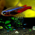 小鰭新燈魚 小鰭新燈魚