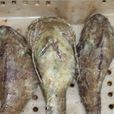 鰤子魚 鰤子魚
