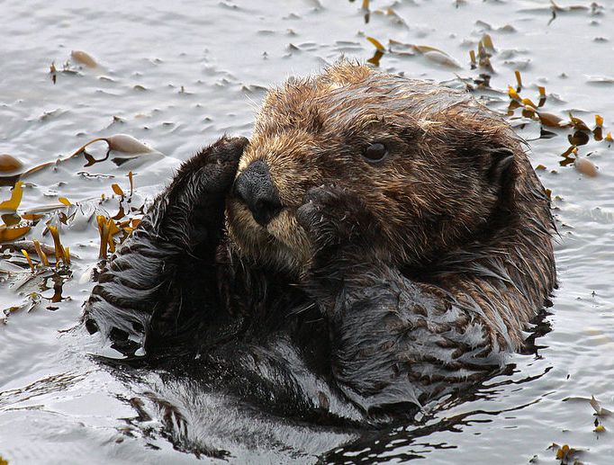 加州海獺 加州海獺