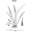 黑鱗劍蕨 黑鱗劍蕨
