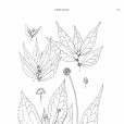 毛序樓梯草 毛序樓梯草