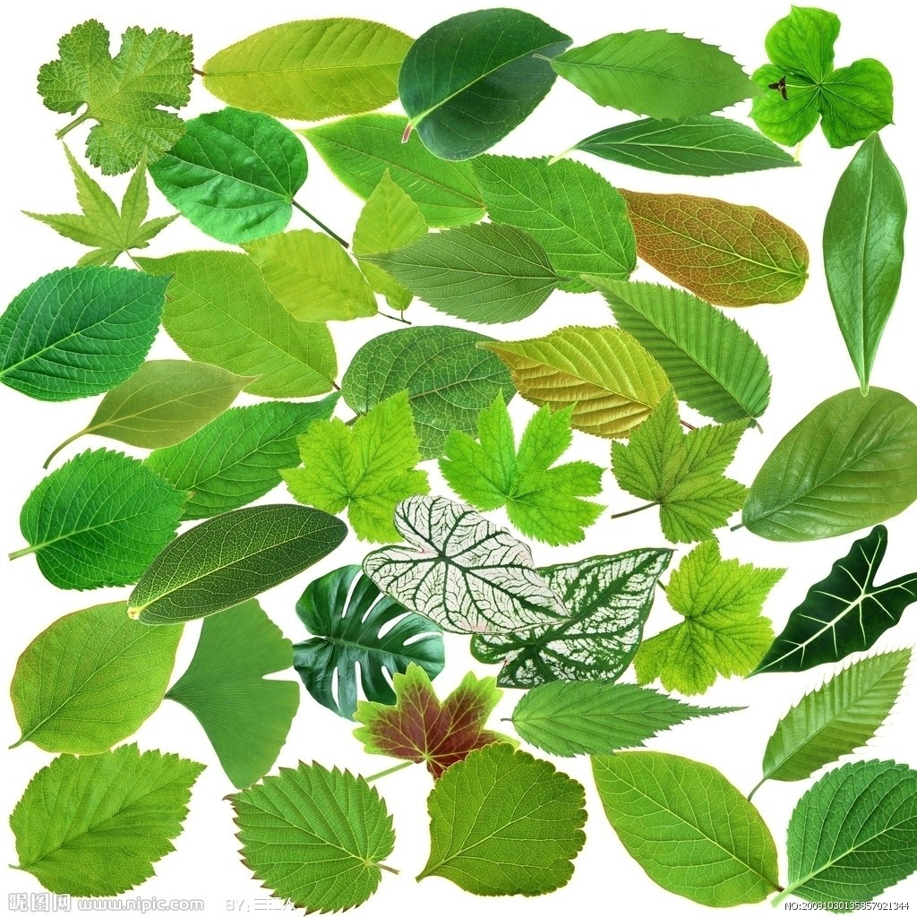 植物(有葉綠素和細胞壁能夠進行自養的真核生物)