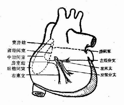 心臟傳導系統