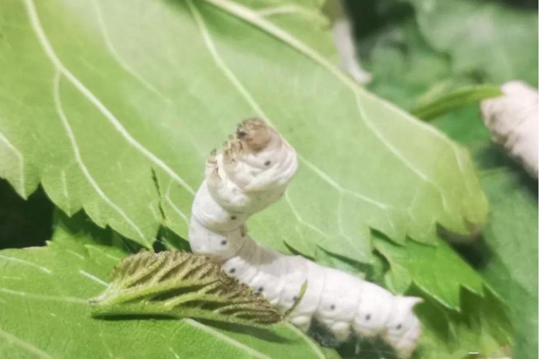 臨海39號蠶 臨海39號蠶